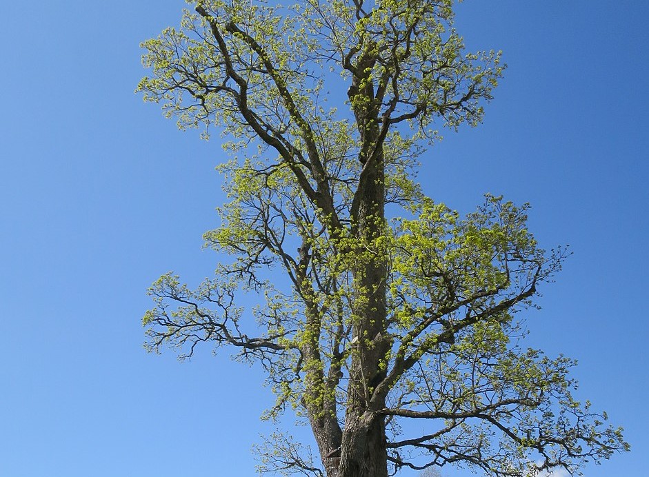 You are currently viewing Family Trees